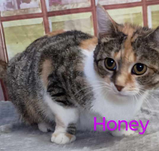Photo of Honey