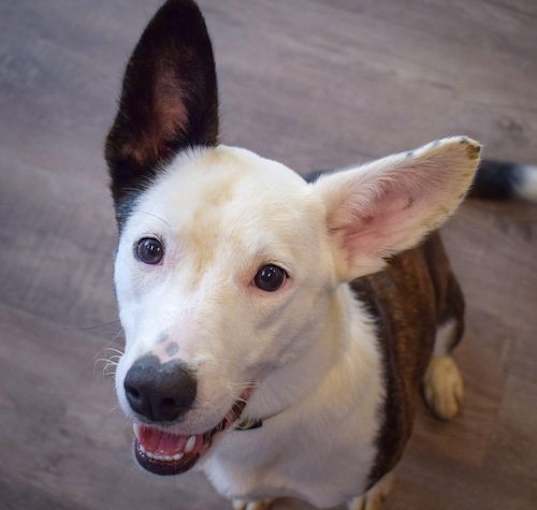 Photo of Athena