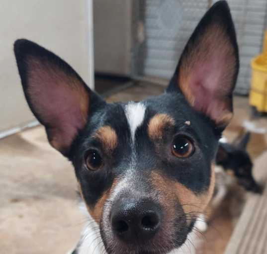 Photo of Rocky