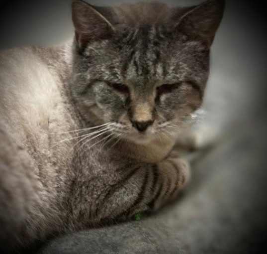 Photo of Silver