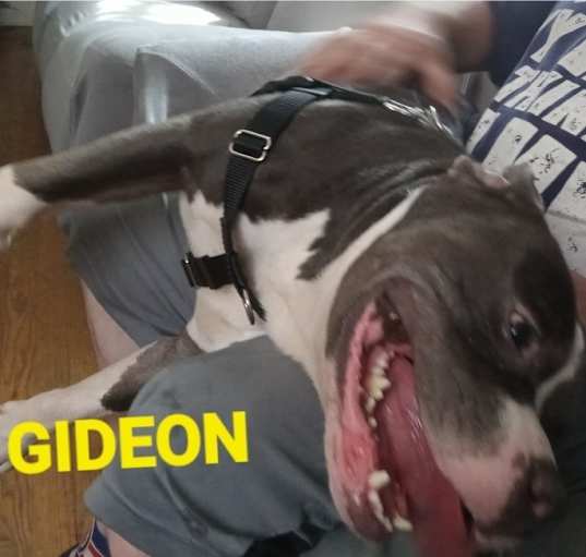 Photo of Gideon