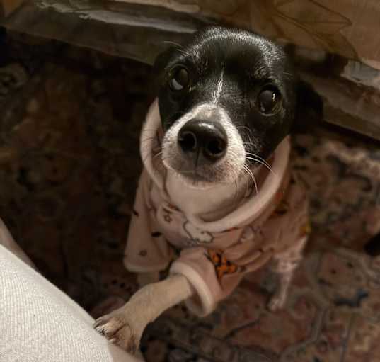 Photo of Poko