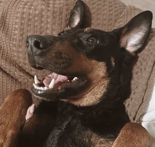 Photo of Harley