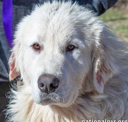 Photo of Boltund in TN - Happy, Silly & Playful!