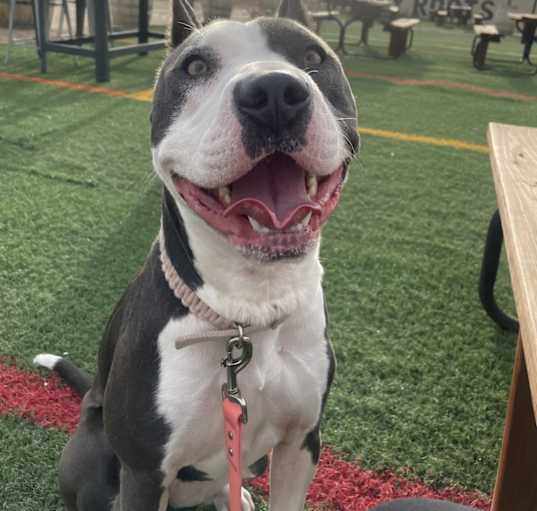Photo of Blu