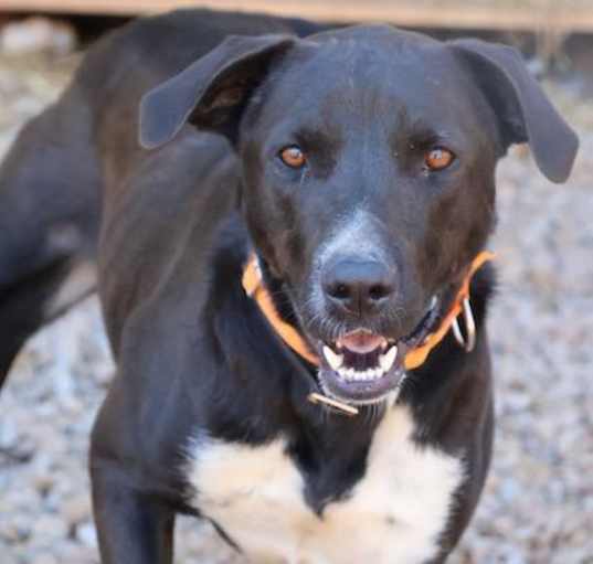 Photo of Otis
