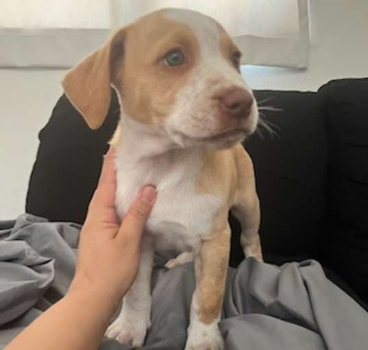 Photo of Caramel