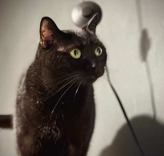 Photo of Raven