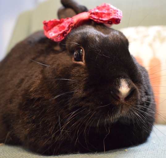 Photo of Minx