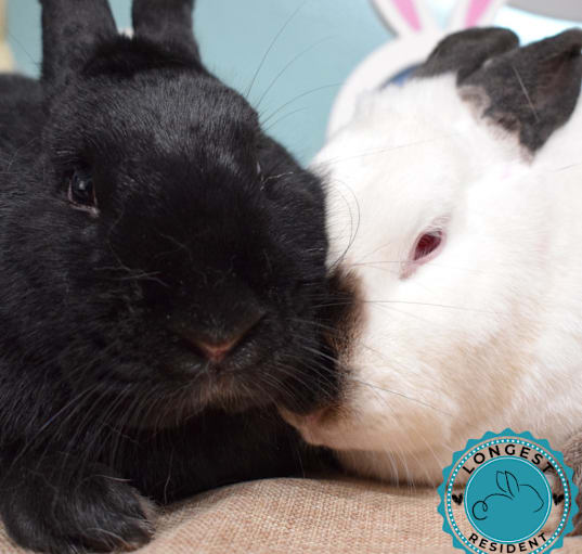 Photo of Ebony & Ivory (Bonded)