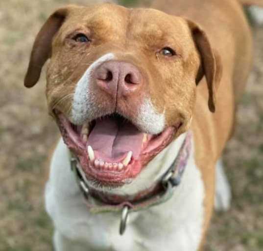Photo of Gunner