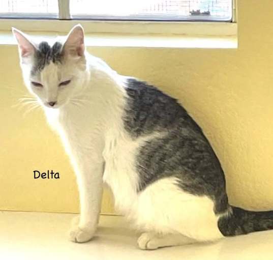 Photo of Delta
