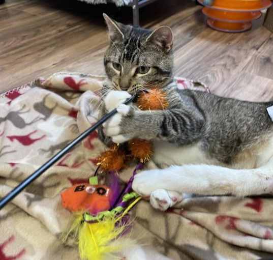 Photo of Scooter