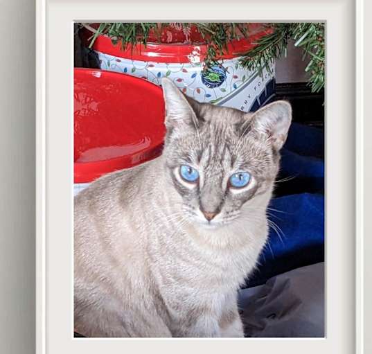 Photo of Lulu