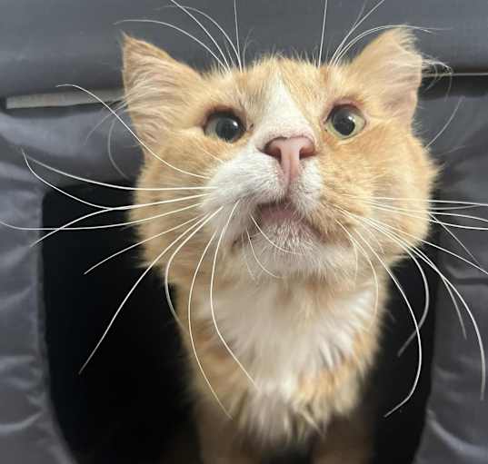 Photo of Willie