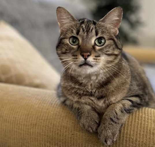Photo of Tuna
