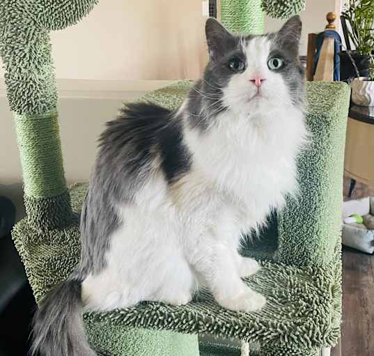 Photo of Basil