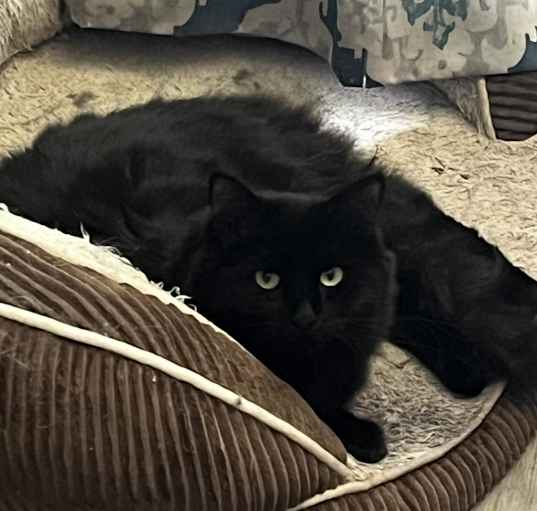 Photo of Luthien
