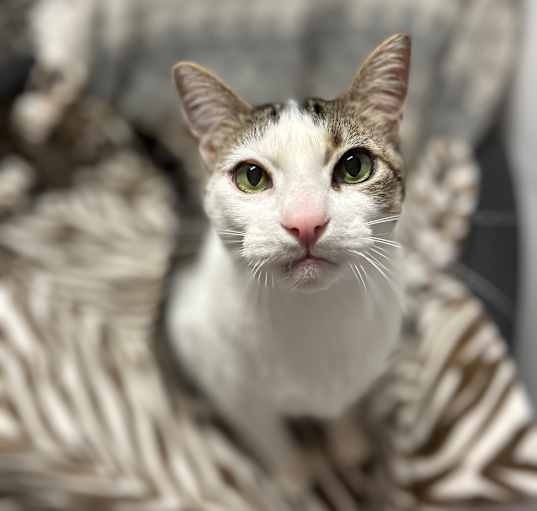 Photo of Link (Lincoln)