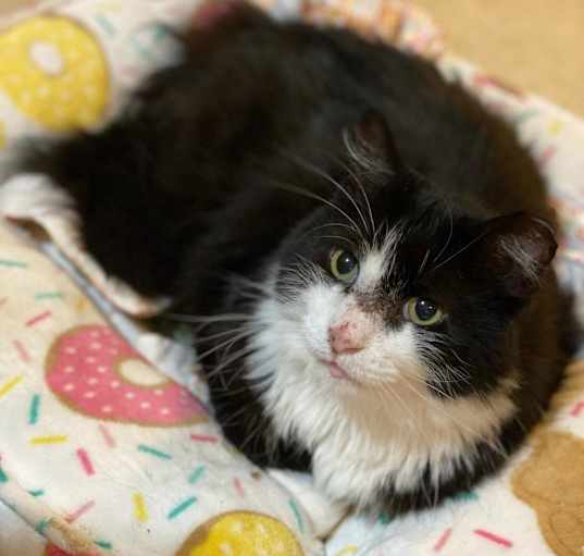 Photo of Meow