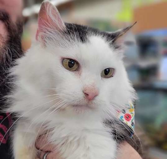 Photo of Ghost