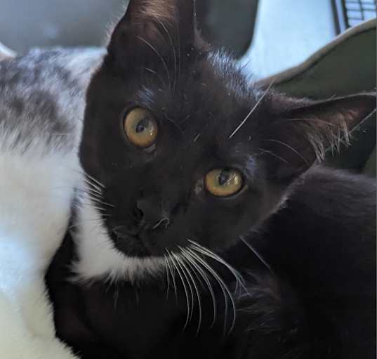 Photo of Obi
