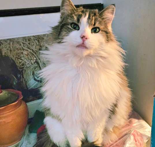 Photo of Willow
