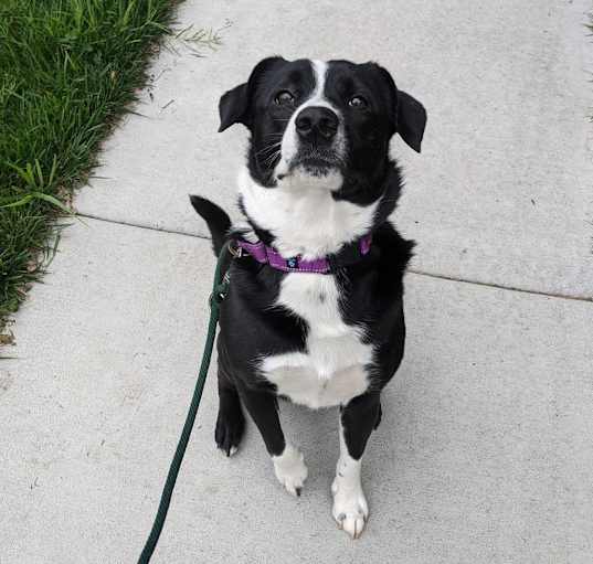 Photo of Loki