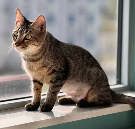 Photo of Cleo 