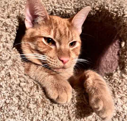Photo of Sunshine