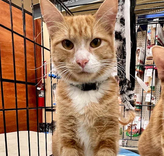 Photo of Buttercup