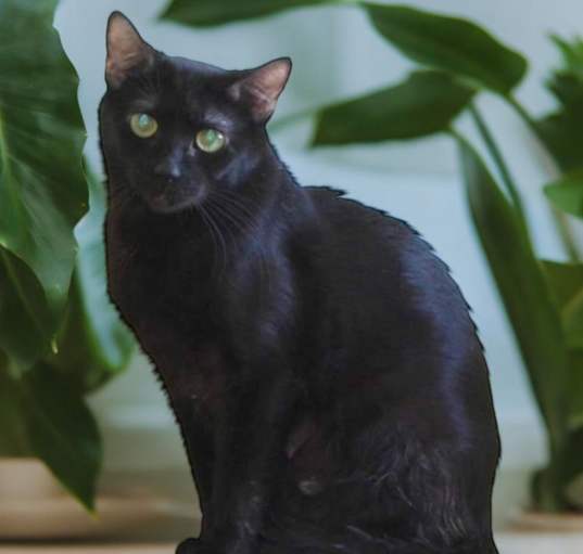 Photo of Ebony
