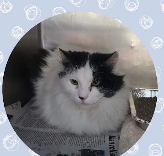 Photo of Oreo