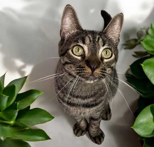 Photo of Tiger