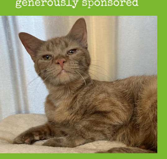 Photo of Ginger