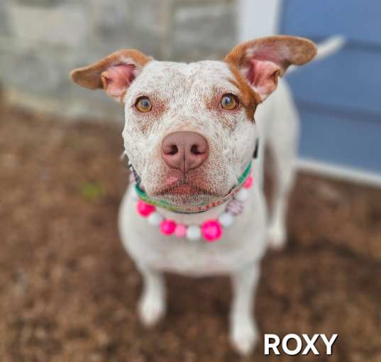 Photo of Roxy