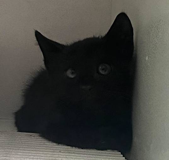 Photo of Pepper