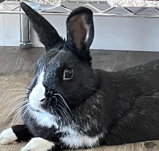 Photo of Banjo