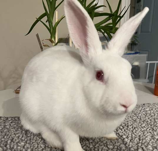 Photo of Mint