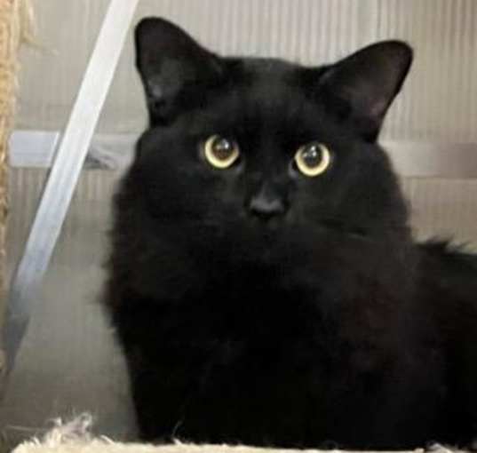 Photo of Calypso