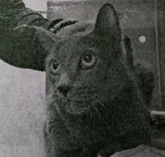 Photo of Midnight