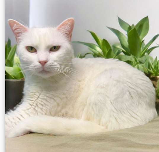 Photo of Sundae