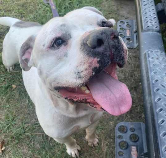 Photo of Diesel