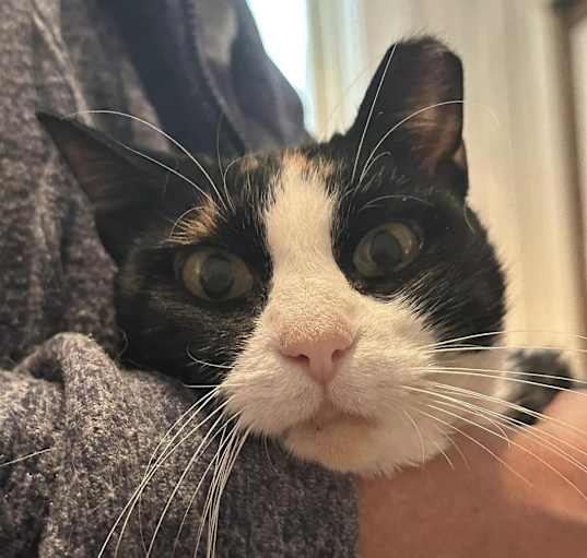 Photo of ms kitty