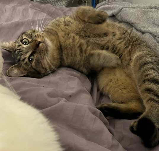 Photo of Felix