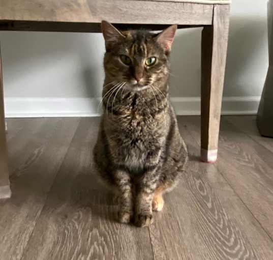 Photo of Willow