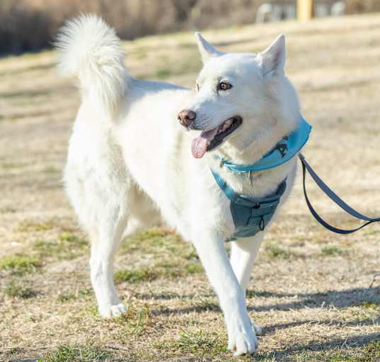 Photo of Ghost
