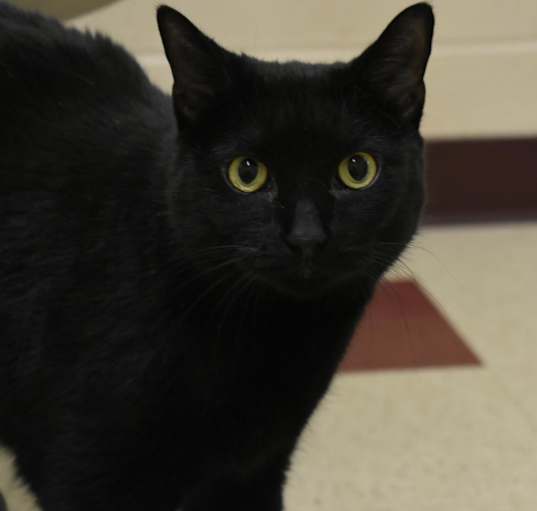 Photo of Sissy (Misty)