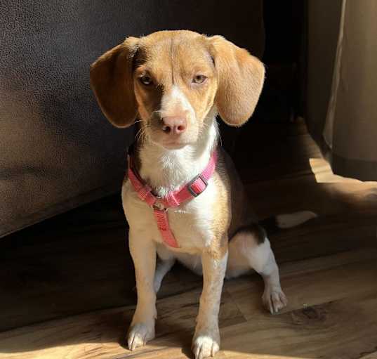 Photo of Daisy