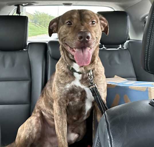 Photo of Scoob